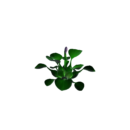 Flower Eichhornia crassipes3. 1